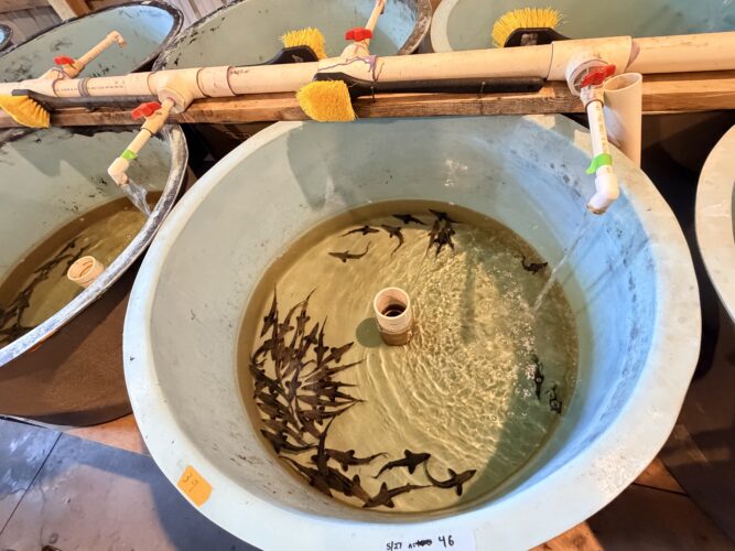DNR hosts lake sturgeon hatchery tours